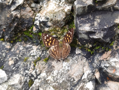 Dodona maculosa