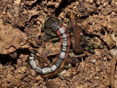 Scolopendra laeta
