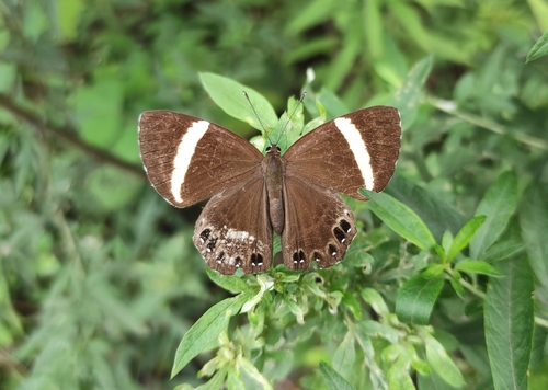 Spitosa fylloides