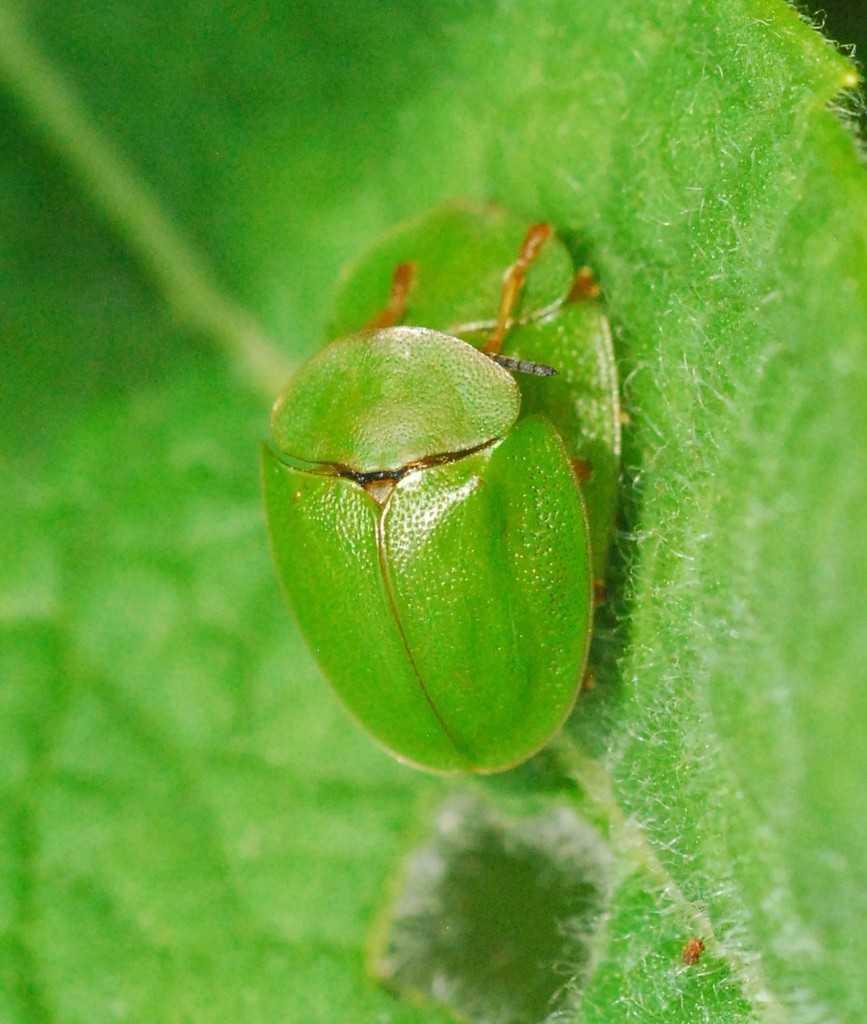 green tortoise beetle