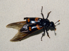 Nicrophorus sayi