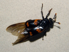 Nicrophorus sayi