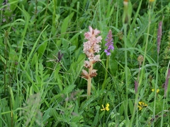 Orobanche caryophyllacea