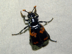 Nicrophorus sayi