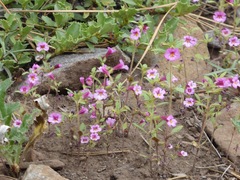 Diplacus torreyi
