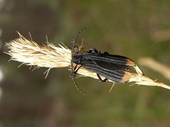 Diatrichalus funereus