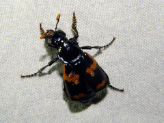 Nicrophorus sayi