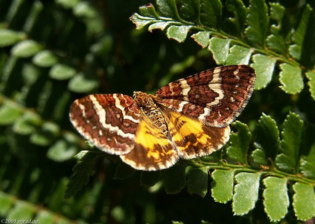Chrysolarentia polycarpa
