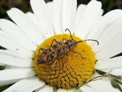 Pempsamacra dispersa