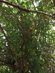 Magnoliopsida