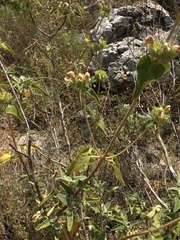 Phlomis viscosa