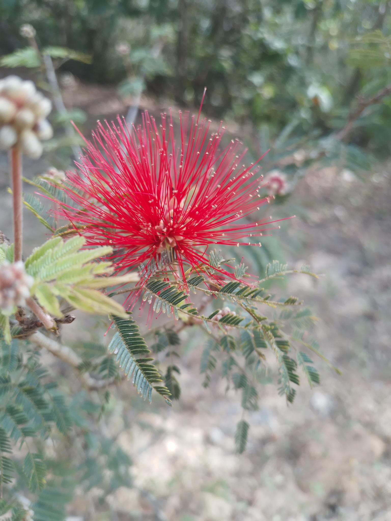 Calliandra californica