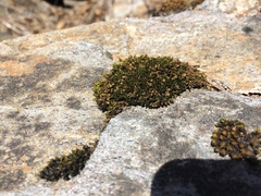 Schistidium maritimum