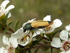 Castiarina fossoria