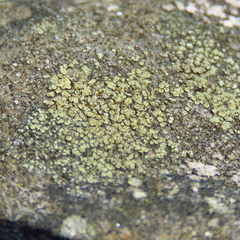 Lecanora polytropa