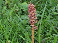Orobanche elatior