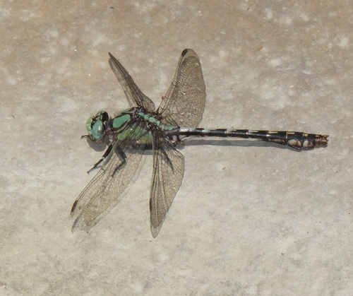 Riffle Snaketail photo 4