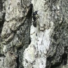 Camponotus pennsylvanicus