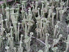 Cladonia humilis