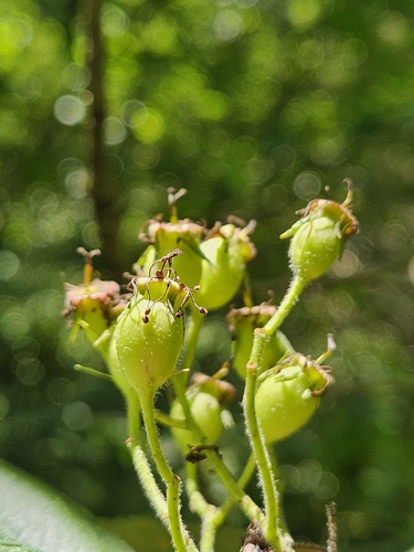 Image of Crataegus calpodendron by (c) Chris Poling, some rights reserved (CC BY)