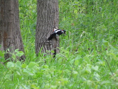 Dendrocopos major