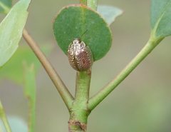 Paropsisterna decolorata