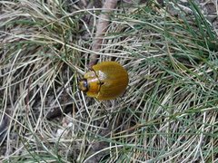 Paropsis augusta