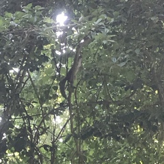 Sciurus carolinensis