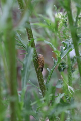 Cyphocleonus trisulcatus