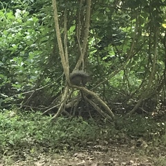 Sciurus carolinensis