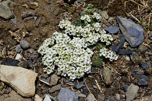 Draba winterbottomii