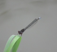 Pseudagrion hamoni