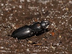 Percosoma