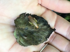 Gammarotettix aesculus