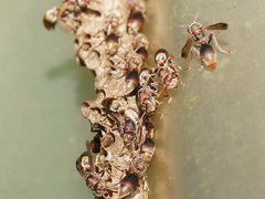 Ropalidia revolutionalis