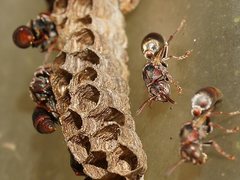 Ropalidia revolutionalis