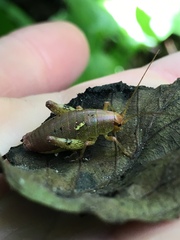 Gammarotettix aesculus