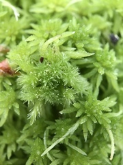 Sphagnum squarrosum