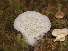 Favolaschia pustulosa