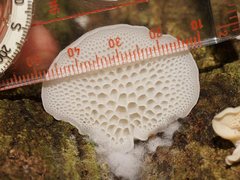 Favolaschia pustulosa
