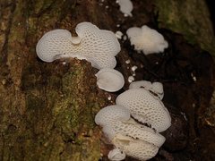 Favolaschia pustulosa