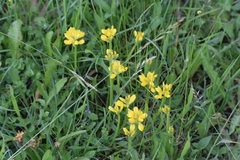 Genista sagittalis