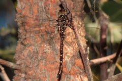 Dendroaeschna conspersa