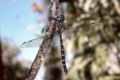 Austroaeschna inermis