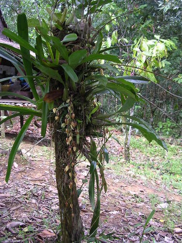 Coelogyne rochussenii, photograph 2