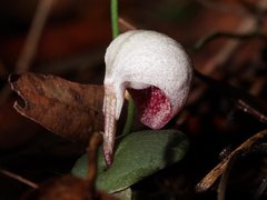 Corybas barbarae