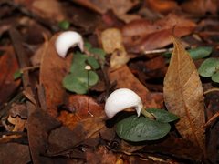 Corybas barbarae