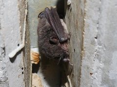 Myotis macropus