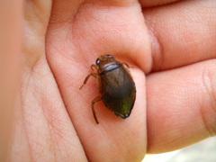 Diplonychus rusticus
