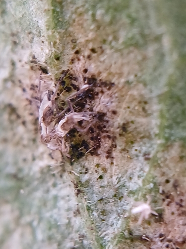 Erysiphe sambucina